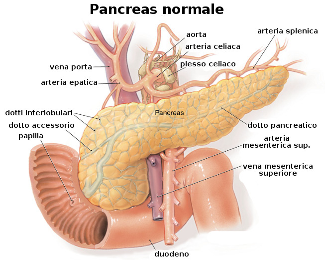 Tumore al Pancreas: ecco i sintomi da non sottovalutare
